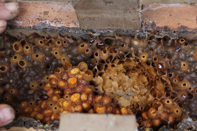 Projeto incentiva manejo de abelhas na aldeia Itapoty